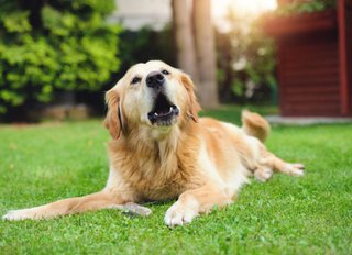  What your dog tries to tell you by vocalizing