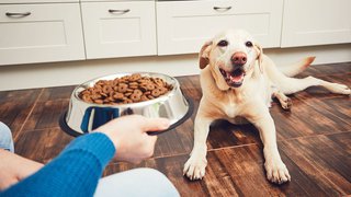  Factores a considerar al elegir un alimento para perros