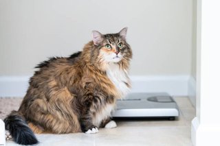 Gatos y Obesidad