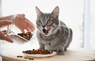 How to feed an adult cat