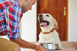 Factors to consider when choosing a food for your dog