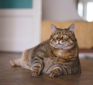 Gatos y obesidad