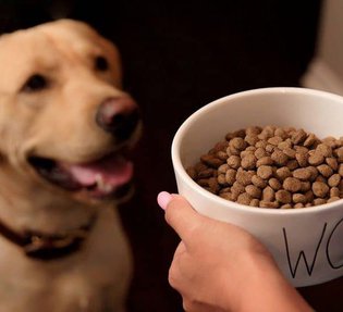  Factores a considerar al elegir una comida para tu perro